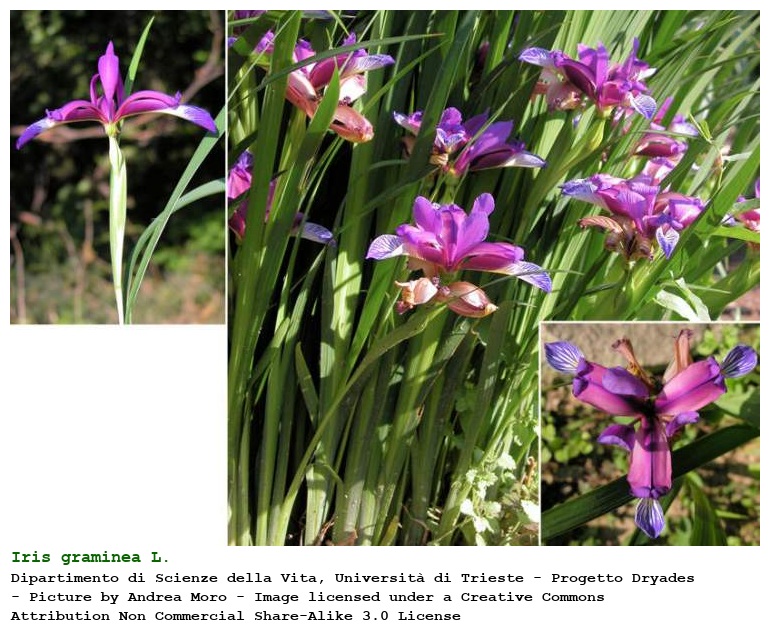 Iris graminea L.